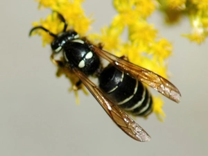 wasp