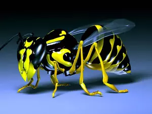 wasp, 3D