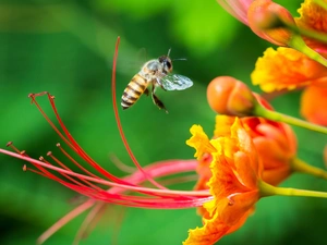 Close, Colourfull Flowers, wasp