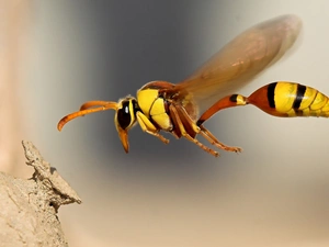 wasp, flight