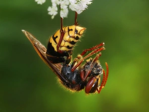 wasp, Flower