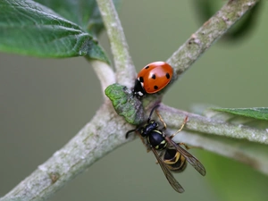 wasp, Twigs, ladybird