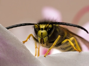 wasp, tentacles, petal