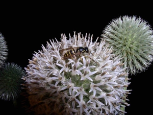 wasp, Echinops Ritro