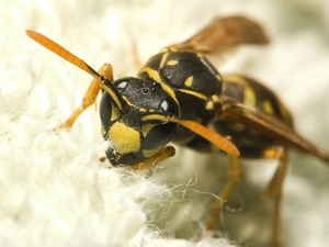 Yellow and black, wasp