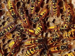 Wasps