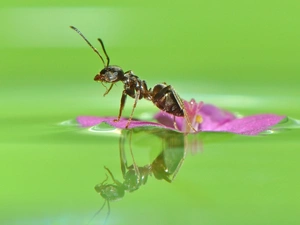 Colourfull Flowers, Close, water, green, ant