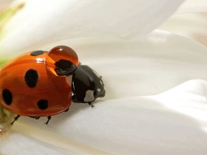 water, ladybird, drop