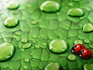 water, ladybugs, drops