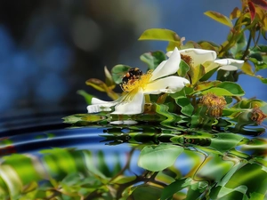 water, bee, Flowers