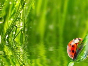 water, ladybird, grass