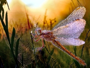 dew, dragon-fly, Web