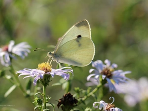 butterfly, Insect, White, Cabbage