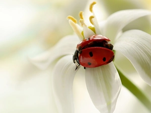 ladybird, White, Close, Colourfull Flowers