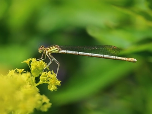Insect, dragon-fly, White-legged Damselfly