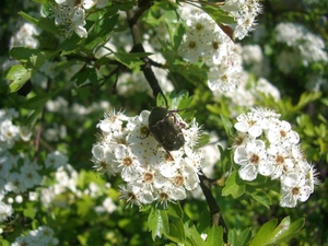 Flowers, Bush, leaves, White, haw, cockchafer, twig