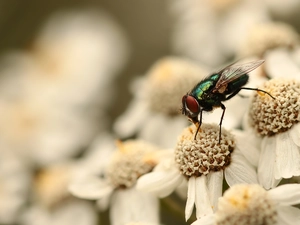 Scheele, Flowers, fly, White