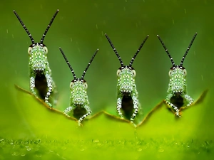 Wildflowers, four, horses