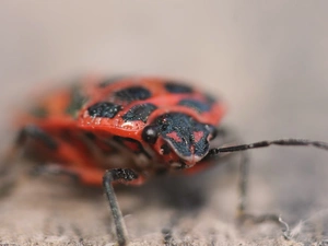 Wingless, Pluskwiak, smith