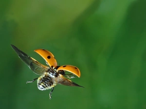 wings, ladybird, flight