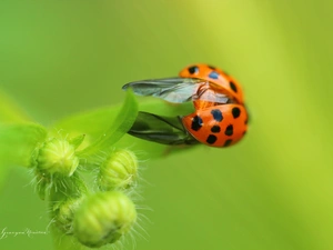 Spots, wings, Red, Insect, ladybird