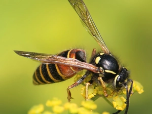 wings, Wasps