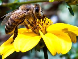 Colourfull Flowers, bee, Yellow