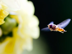 Colourfull Flowers, fly, Yellow