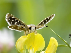 Colourfull Flowers, moth, Yellow