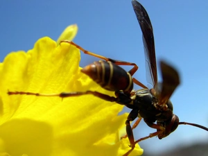 Colourfull Flowers, wasp, Yellow