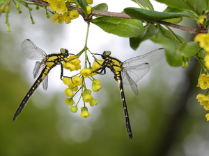 Two, Yellow, Flowers, dragon-fly
