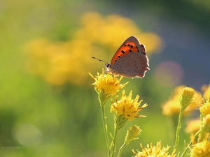 Yellow, Flowers, butterfly, Insect, Lycaena