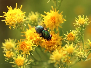 Flowers, Yellow, fly, Insect, Coloured